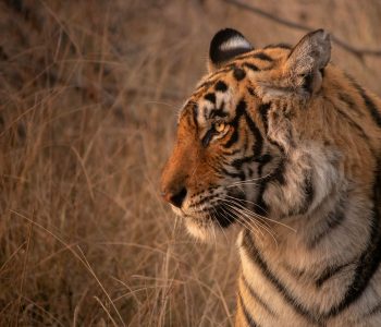 Jaipur To Ranthambore Taxi Service